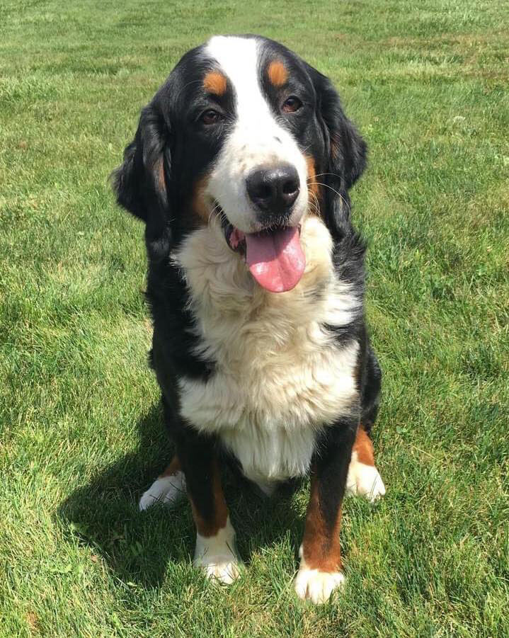 Skittish dog loose for over a week
